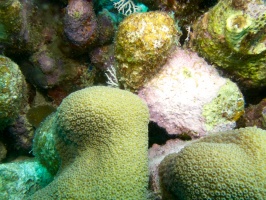 Corals IMG 7306